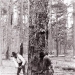 Historical Logging Photographs taken in Beauregard Parish
